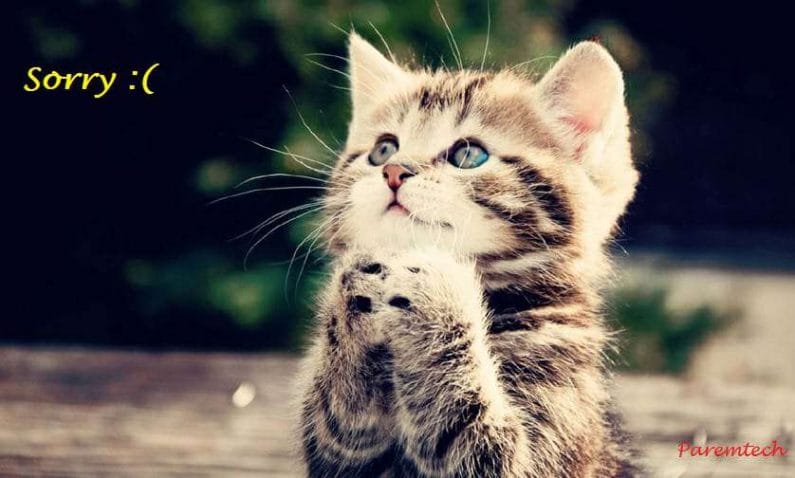 Cute-cat-sorry-images