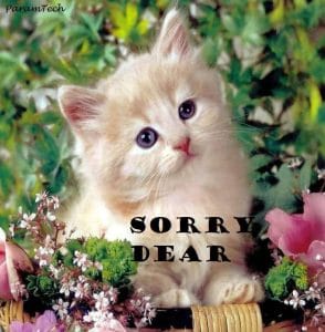 sorry-images-cat