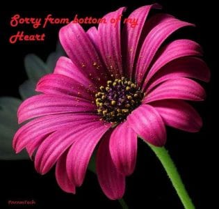 sorry-images-hd-download